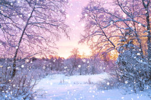 Beautiful,Winter,Landscape,With,Forest,,Trees,And,Sunrise.,Winterly,Morning